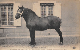 28-NOGENT-LE-ROTROU- DOMAINE DE LA TOUCHE- JAPON ETALON PERCHERON 3 ANS - Nogent Le Rotrou