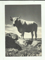 12 . AUBRAC . SAINT CHELY D AUBRAC . JEUNE VACHE DE LA RACE D AUBRAC ( Format 15 X10.5 Cm ) - Cows