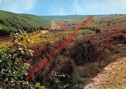 De Mechelse Heide Natuurreservaat - Maasmechelen - Maasmechelen