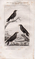 Gravure Buffon Le Coracias, Le Corbeau Et La Corneille Format Planche 12/21 - Prints & Engravings