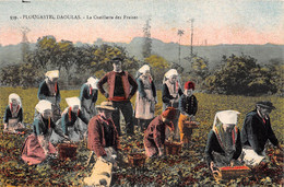 29-PLOUGASTEL-DAOULAS- LA CUEILLETTES DES FRAISES - Plougastel-Daoulas