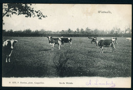 CPA - Carte Postale - Belgique - Westmalle - In De Weide - 1908 (CP20933) - Malle