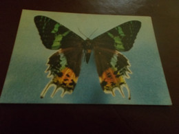 B700   Farfalla No Viaggiata - Papillons