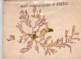 CPA - FLEURS - Algues Provenant De Monaco - Musée Océanographique - - Flowers