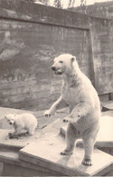 CPA - ANIMAUX - Ours Polaire Et Son Petit Dans Un Parc Animalier - Bären