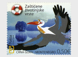 Montenegro 2007 S - Protected Species - Pelican - Montenegro