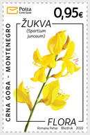 Montenegro 2022 S - Flora - Rush Broom - Montenegro