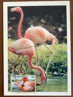 Carte Maximum 1998 Flamingo Flamant Rose UN ONU Maximumkarte Card Suisse Maxicard - Flamingos