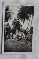 Cpsm 1950, Bassam, Allée De Cocotiers, Cote D'Ivoire, Afrique - Côte-d'Ivoire