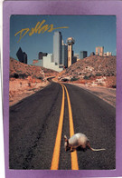 TX DALLAS TEXAS   Armadillo On The Road  Tatou Sur La Route - Dallas