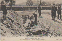 Militaria. Campagne De 1914. Enfouissement Des Chevaux Après Le Combat - Weltkrieg 1914-18