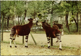 DUISBURG  NORDRHEIN-WESTFALEN  Tierpark  Okapis  Zoo - Duisburg