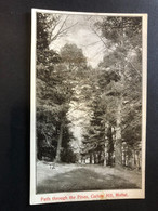 Path Through The Pines, Gallow Hill, Moffat, Unwritten Card, Carte Non écrite - Dumfriesshire