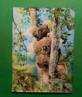 3D Postcards - Koalas - Cartes Stéréoscopiques