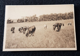 CPA N° 17 ~ Mines De Carmaux ~ Vaches Laitières- N 17 Série B   1928 - Carmaux