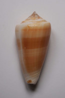 Conus Consors - Coquillages