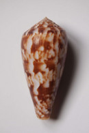 Conus Kinoshitai - Coquillages