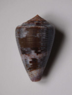 Conus Purpurascens - Coquillages