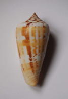 Conus Janus - Coquillages