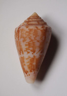 Conus Klemae - Coquillages