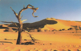 Namibia, NMB-17B,  Tree In The Desert, 2 Scans.     Siemens - S30 (Module 34),   Dashed Zero: "Ø". - Namibia