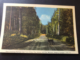 Dear Crossing Highway Near Twin Cities, Port Arthur And Fort William, Ont., Unwritten Card - Port Arthur
