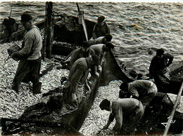 Pêche * Pêcheurs * Sardiniers Vendant Leurs Filets Remplis De Sprats - Pesca