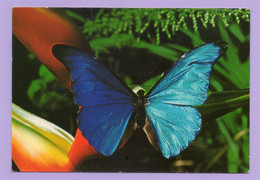 Papillon Morpho Rhetenor Mâle  Guyane Française Faune CPM  N°92  EDIT De La Bergerie - Papillons