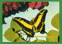 - Papillons - Papilio Thaos - Editions PLUME VERTE Cpm N° 8  GUYANE - La Faune  état Moyen écrit En Rouge Voir Scannes - Papillons