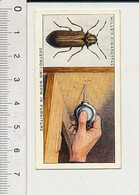 Destroying Worm In Furniture Destruction Des Insectes Xylophages Dans Les Meubles Burette à Huile ?? 88/11 - Wills