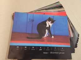 CALENDRIER SOLAR CHATS 2009 F.CAPELLE - Other