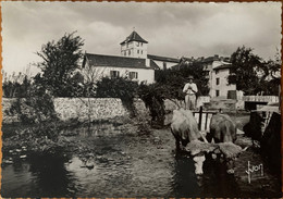 Espelette - Un Attelage Basque Dans Le Village - Attelage De Bœufs - Espelette