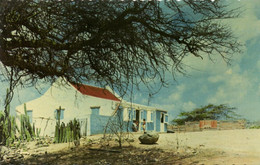 Aruba, N.A., Cunucu House With Divi-Divi Wind Tree, Postcard - Aruba
