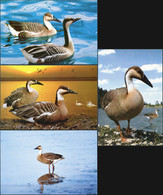 Korea. 2004. Swan Goose (Anser Cygnoides) (Mint) Set Of 4 PostCards - Korea, North