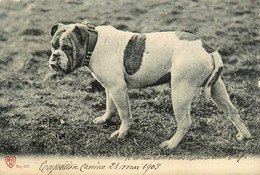 Chien De Race Bouledog * Dog * CPA 1903 - Perros