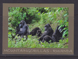 RWANDA - Mountain Gorillas Used Postcard To The UK As Scans - Ruanda