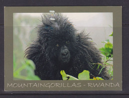 RWANDA - Baby Mountain Gorilla Used Postcard To The UK As Scans - Ruanda