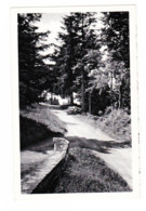 Lorcé - Sentier Abrupts En Lisière D'un Bois - 1966 (1182 ) B313 - Stoumont