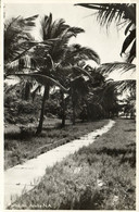 Aruba, N.A., SAN NICHOLAS, Palm Trees (1952) RPPC Postcard, Ship Cancel - Aruba