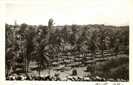 Aruba, N.W.I., Palm Trees (1940s) RPPC Postcard - Aruba