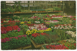 Aalsmeer - Interieur Bloemenveiling / Interior Flower Auction  - (Nederland/Noord-Holland) - Aalsmeer