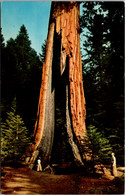 California Yosemite National Park The Clothespin Tree - Yosemite