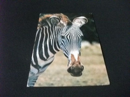 ZEBRA EAST AFRICA  KENYA - Zebras