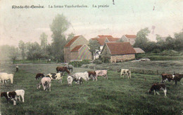 Rhode-St-Genèse  La Ferme Vanderdeleen  La Prairie Griffe De Rhode-St-Genèse Carte Colorisée Voyagé En 1912 - Rhode-St-Genèse - St-Genesius-Rode