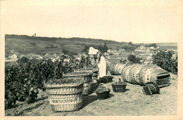 Mesnil Sur Oger * Une Scène De Vendange * Vignoble Vin Champagne * Vendangeurs Vignes - Autres & Non Classés