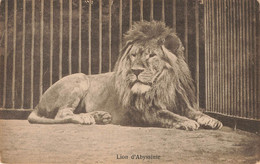 A5293 FANTAISIE LION - Lions