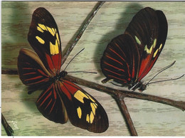 PAPILLONS   HELICONUS - Papillons
