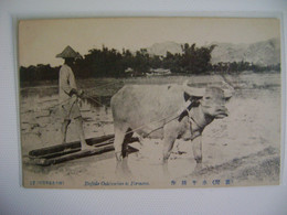 TAIWAN - POST CARD , BUFFALO CULTIVATION AT FORMOSA IN THE STATE - Formosa
