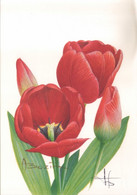 BUZIN / CARTE BLANCO / TULIPA - 1991-2000