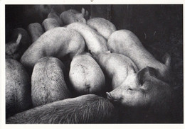 Courtepin Farming Pig Pen Pigs Cattle To Slaughter Switzerland Swiss Postcard - Court